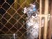 doggies 002